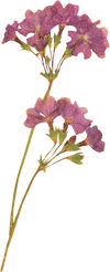 Flower Plant Texture